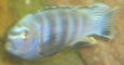 pseudotropheus saulosi 2.jpg